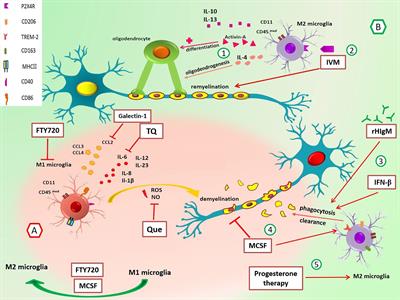 The Role of Distinct Subsets of Macrophages in the Pathogenesis of MS and the Impact of Different Therapeutic Agents on These Populations